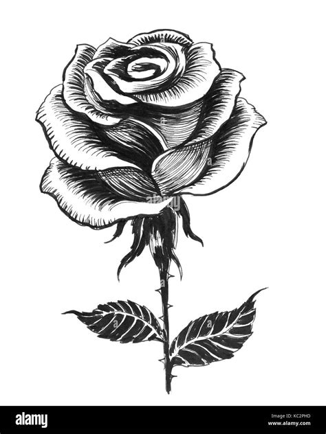 rose dessin noir et blanc.